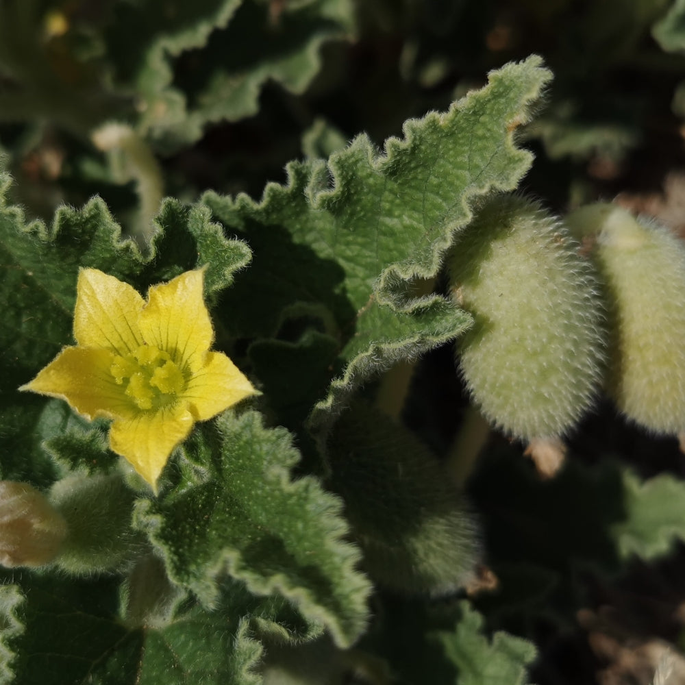 Ecballium elaterium Squirting Cucumber garden seeds for botanical planting