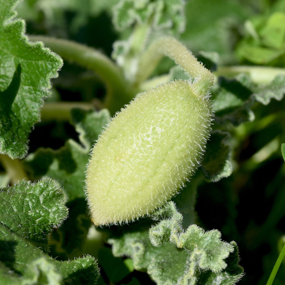 Squirting Cucumber Ecballium elaterium plant with coarse green foliage and oval fruits