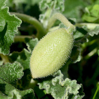 Squirting Cucumber Ecballium elaterium botanical seeds for garden cultivation