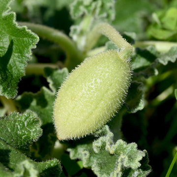 Squirting Cucumber Ecballium elaterium botanical seeds for garden cultivation