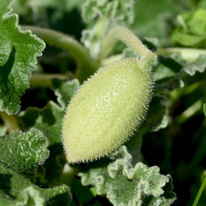 Squirting Cucumber Ecballium elaterium botanical seeds for garden cultivation