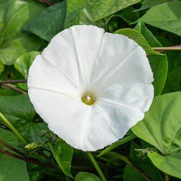 Pearly Gates Ipomoea – Colorful Flower Seeds