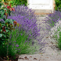 TRUE ENGLISH LAVENDER VERA Lavandula Angustifolia Herb Flower Seeds - Herb Seeds