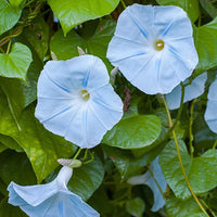 Ipomoea tricolor Flying Saucers Morning Glory seeds for ornamental garden planting