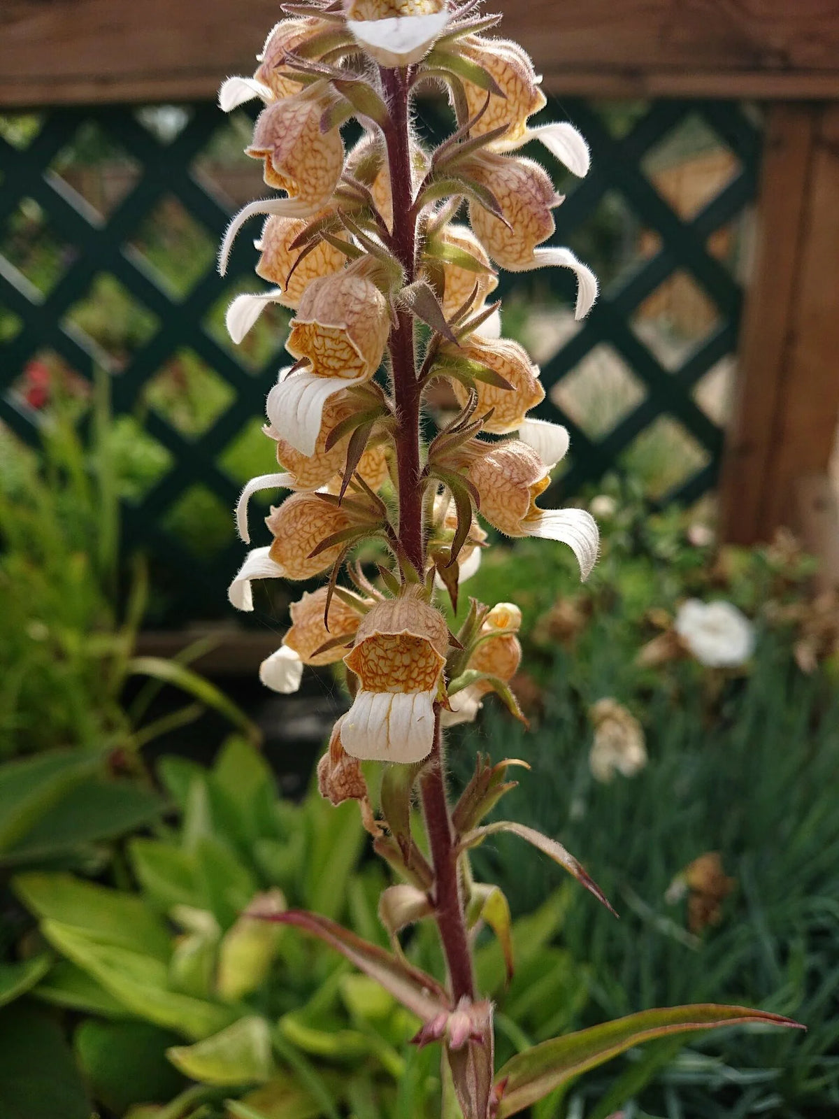 Organic Grecian Foxglove Seeds ,Digitalis lanata for Flower Gardens