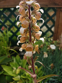 Digitalis lanata Organic Seeds – Grecian Foxglove for Ornamental Gardens