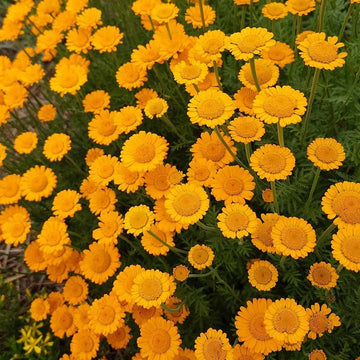 Saint John’s Chamomile (Anthemis sancti-johannis) flower seeds for garden cultivation.