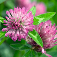 Wild Forest Flower Seeds – Heirloom, Non-GMO, Mixed Woodland Blooms for Planting