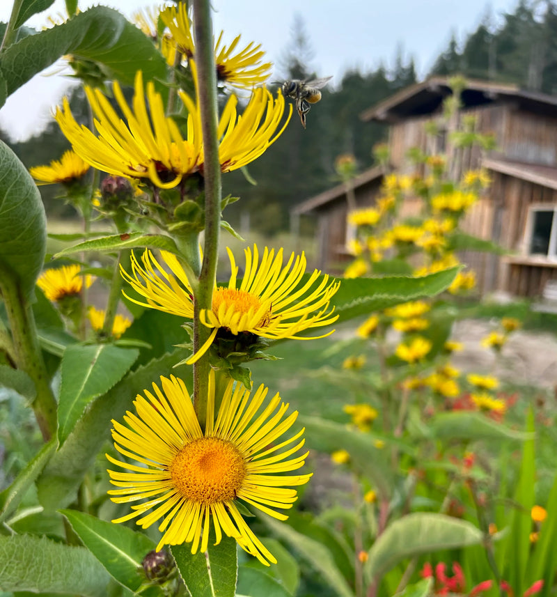 Organic Official Elecampane (Inula helenium) perennial with golden-yellow daisy-like flowers, broad green leaves, and tall branching stems growing in a perennial flower garden.