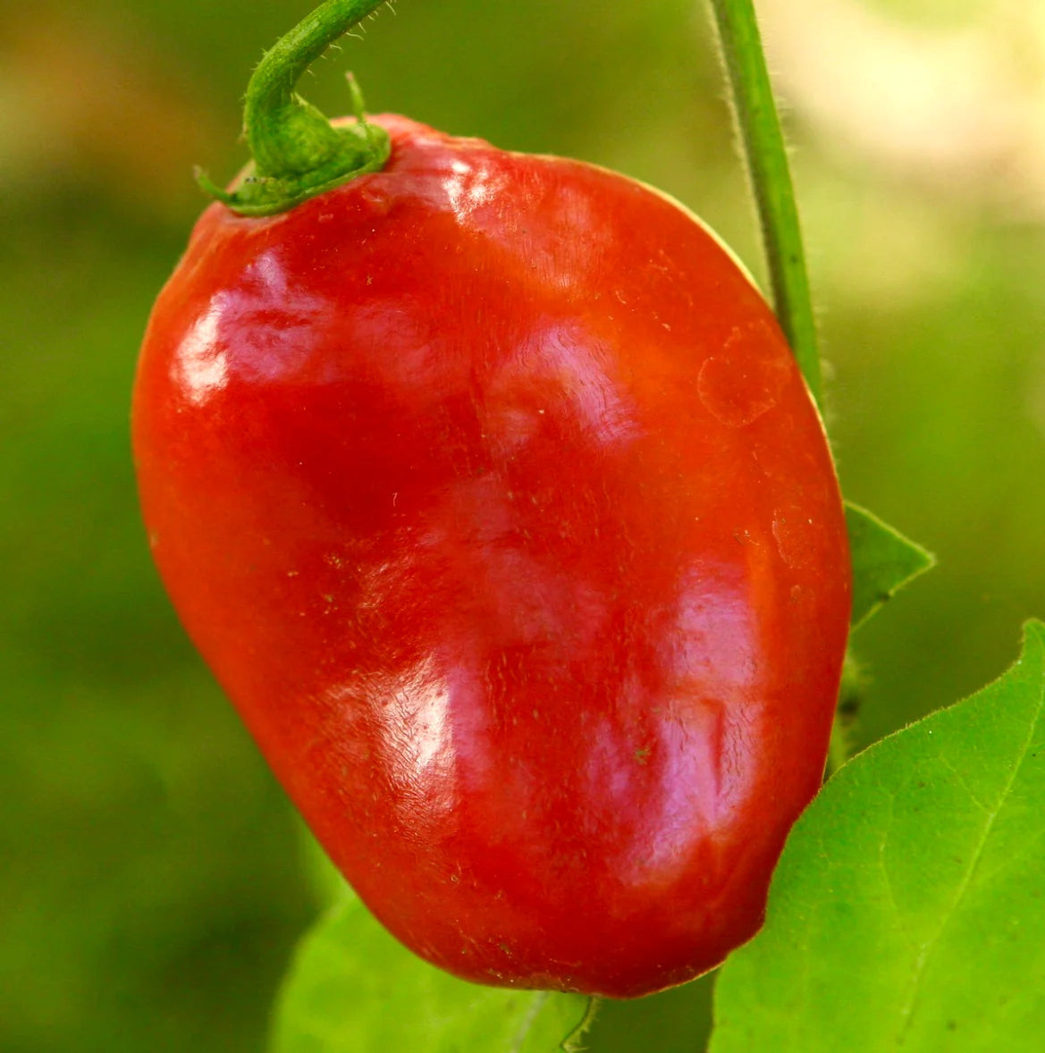 Puta Madre Pepper plant with green foliage and small developing Capsicum chacoense fruits in a garden setting.