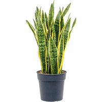 Sansevieria Trifasciata Seeds Snake Plant Air Purifying & Low Maintenance Indoor Plant