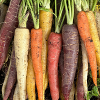 Rainbow Blend Carrot – Garden Vegetable Seeds