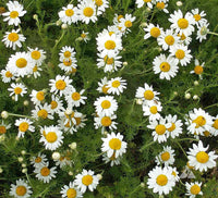 Roman Chamomile perennial herb with delicate white daisy-like flowers and feathery green foliage