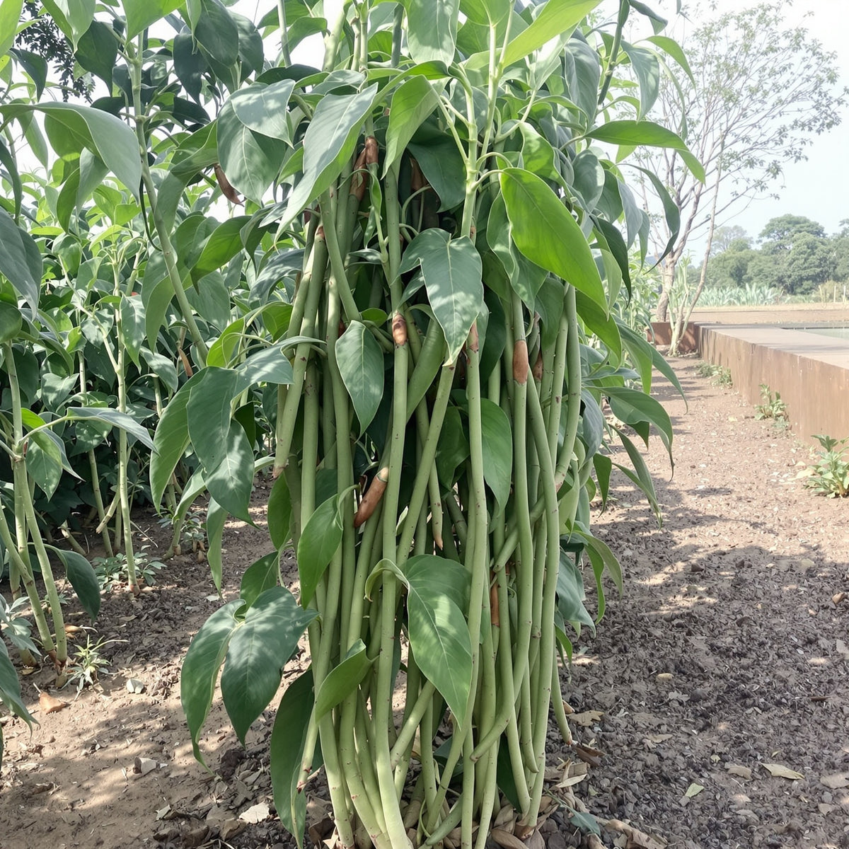 Yard Long Cowpea – Garden Vegetable Seeds