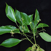 Malabar Cinnamon Seeds (Cinnamomum malabatrum) for Planting