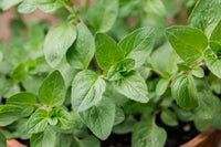Greek oregano Origanum heracleoticum seeds for culinary herb gardening