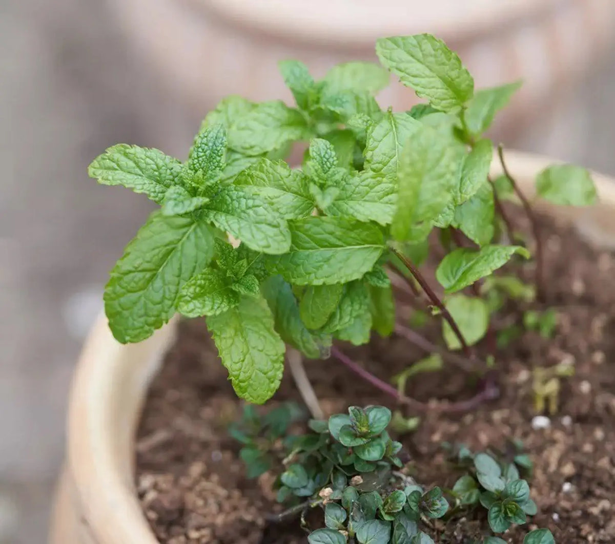 Peppermint herb garden seeds Mentha piperita for home gardening