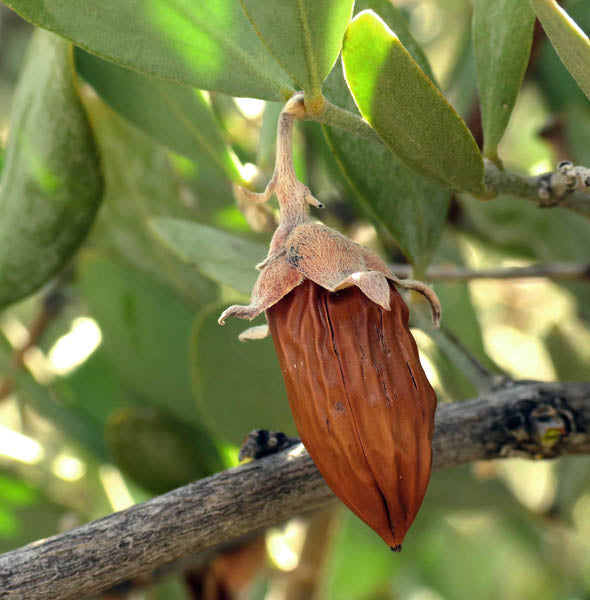 Jojoba Simmondsia chinensis evergreen desert shrub with dense woody branches and leathery gray-green oval leaves in a drought-tolerant landscape