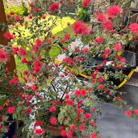 Calliandra Eriophylla Red Seeds -  Red Fairy Duster Flower Drought-Tolerant Ornamental Shrub