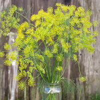 Bouquet Dill culinary herb plant with delicate feathery green foliage