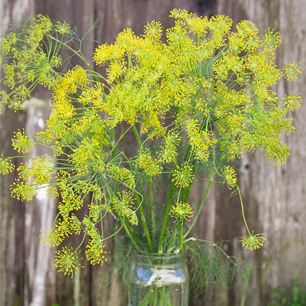 Anethum graveolens Bouquet Dill garden seeds for home herb gardening