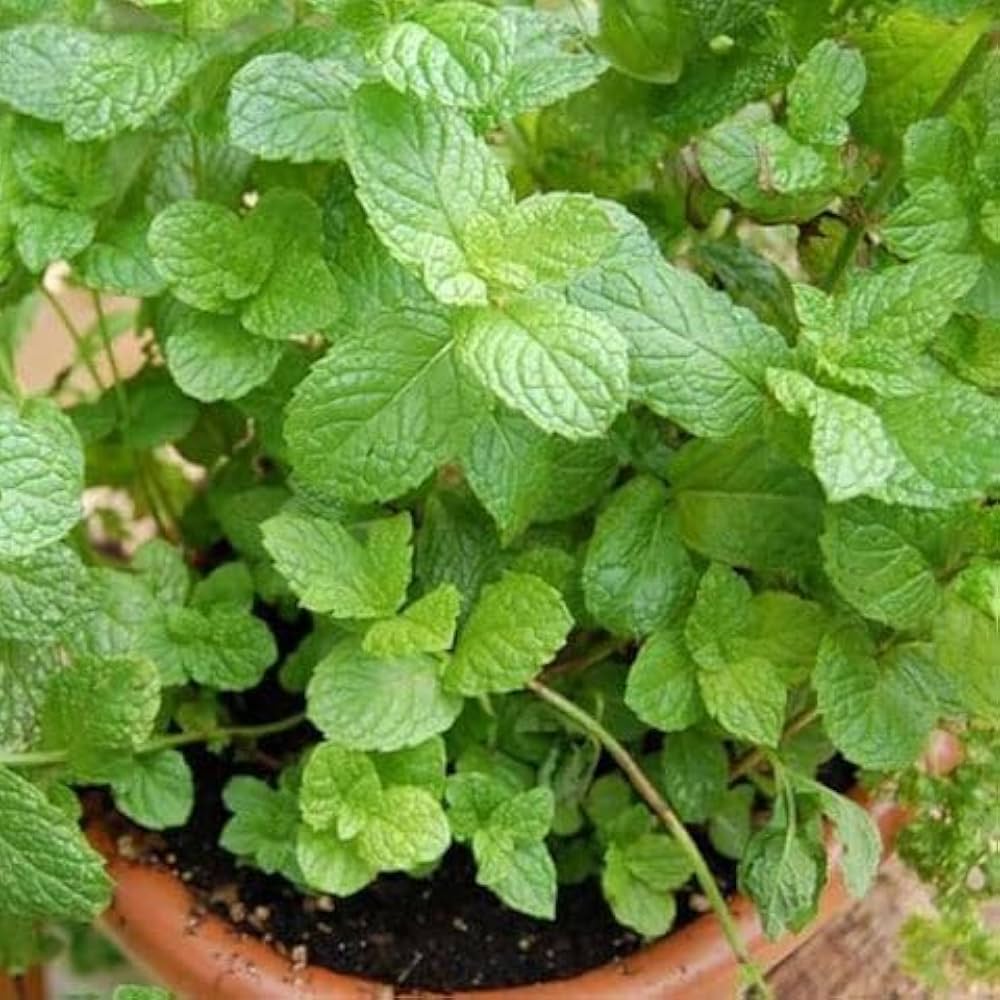 Chinese Mint Mentha haplocalyx plant seeds for home herb garden cultivation