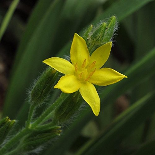 African Star Hypoxis Seeds – Hypoxis hemerocallidea for Ornamental Gardens