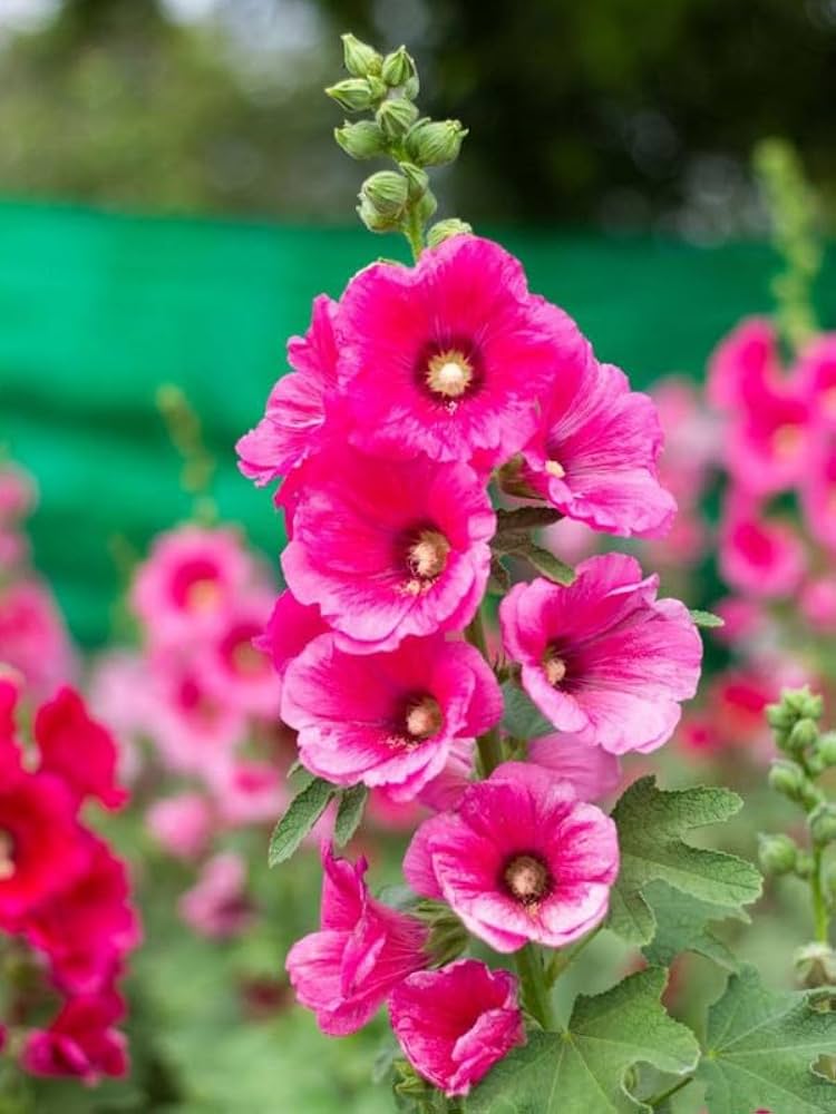 Pastel Hollyhock, Alcea rosea Seeds for Cottage Garden Planting