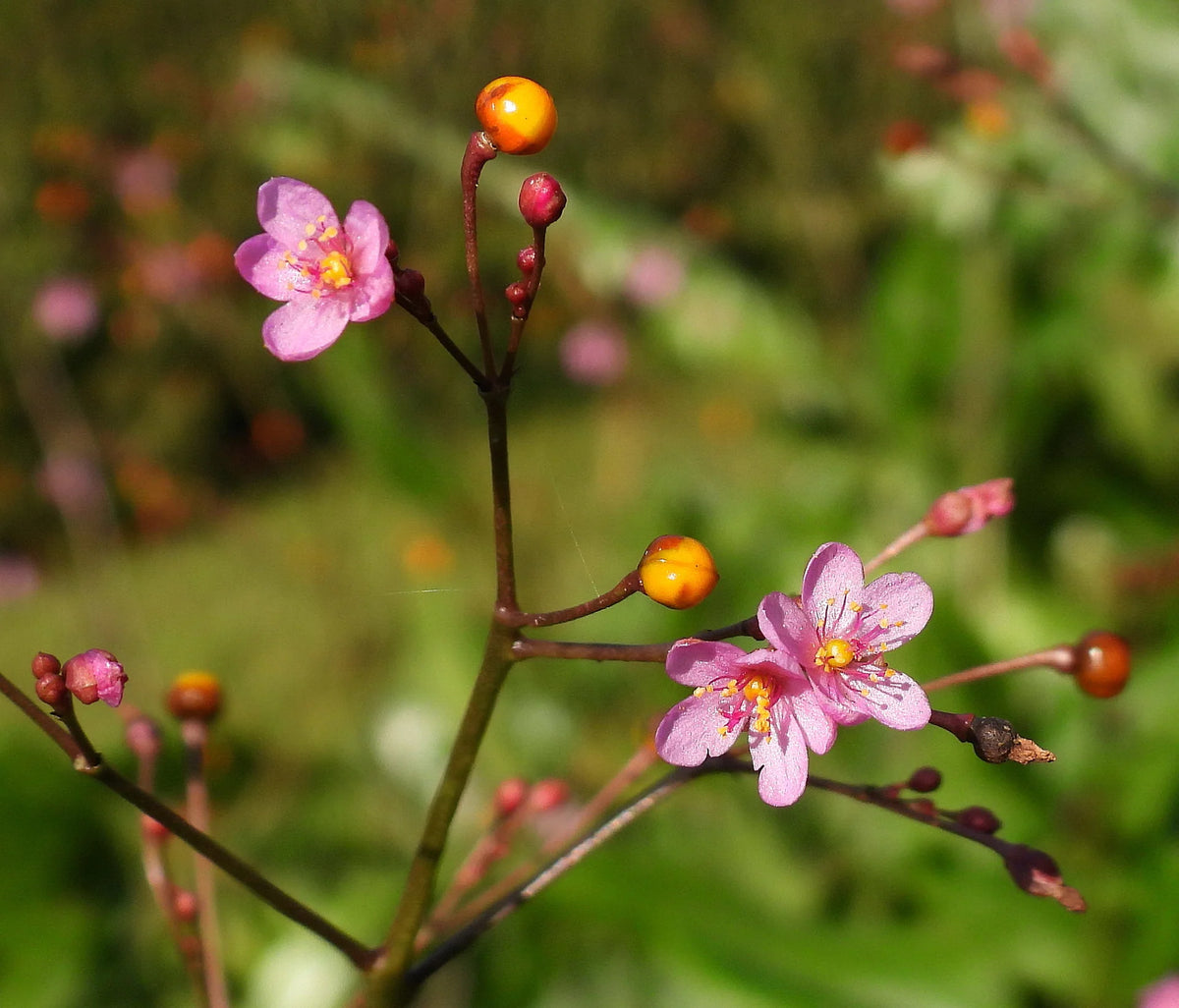Organic Fame Flower (Talinum paniculatum), also known as Jewels of Opar, displaying small pink blossoms on airy branching stems above fleshy green leaves, with decorative seed capsules in an ornamental flower garden.