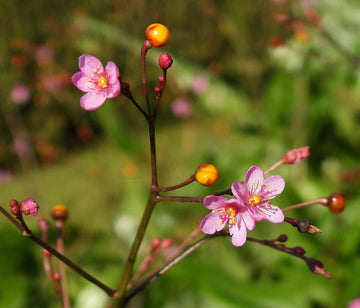 Organic Fame Flower (Talinum paniculatum), also known as Jewels of Opar, displaying small pink blossoms on airy branching stems above fleshy green leaves, with decorative seed capsules in an ornamental flower garden.