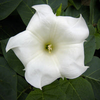 Ipomoea alba Giant Moonflower garden seeds for growing a white flowering climbing vine