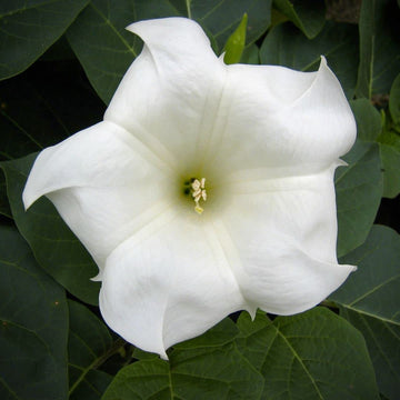 Ipomoea alba Giant Moonflower garden seeds for growing a white flowering climbing vine