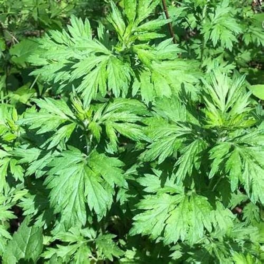 Common Mugwort Artemisia vulgaris plant seeds for herb garden cultivation