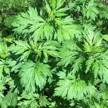 Common Mugwort Artemisia vulgaris plant seeds for herb garden cultivation
