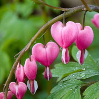 Dicentra formosa flowering plant with pink heart-shaped blooms and fern-like foliage