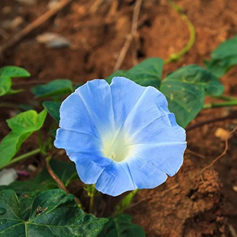Heavenly Blue Morning Glory Ipomoea tricolor seeds for ornamental climbing flowers