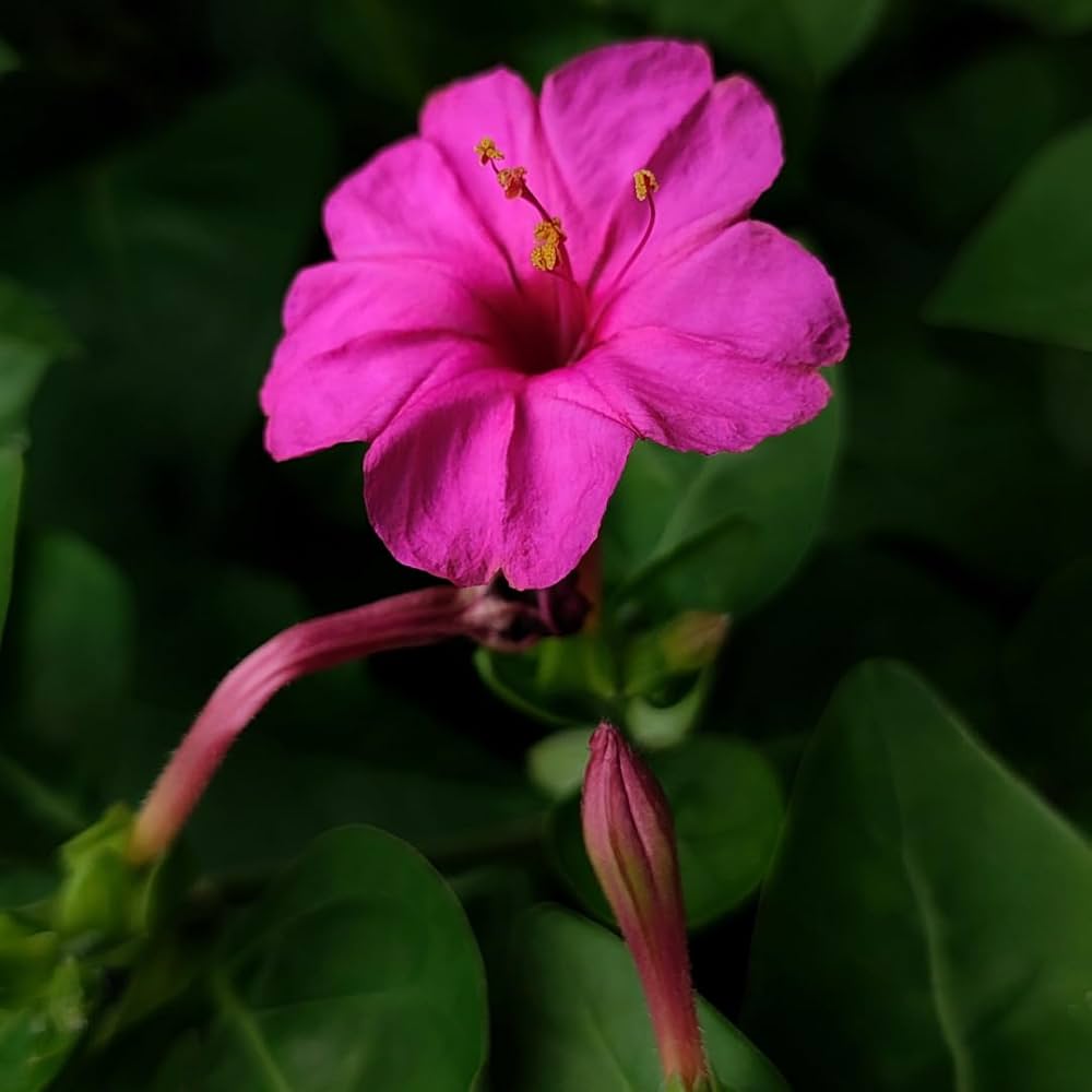 Four O'Clock Flower Seeds ,Mirabilis jalapa,Marvel of Peru for Ornamental Gardens