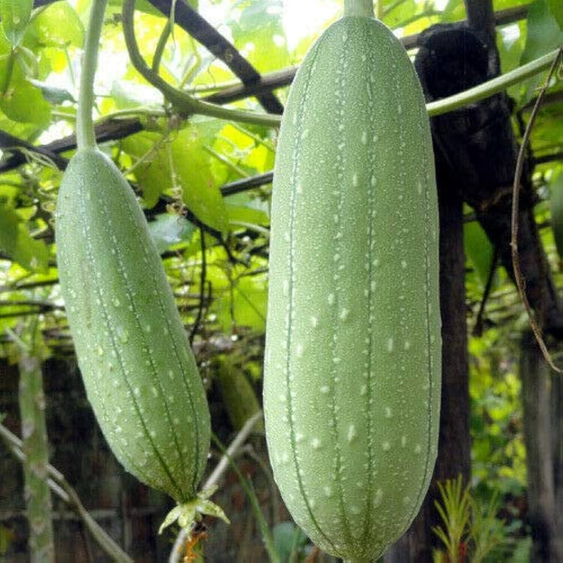 Luffa Aegyptica – Sponge Gourd Annual Vine Seeds