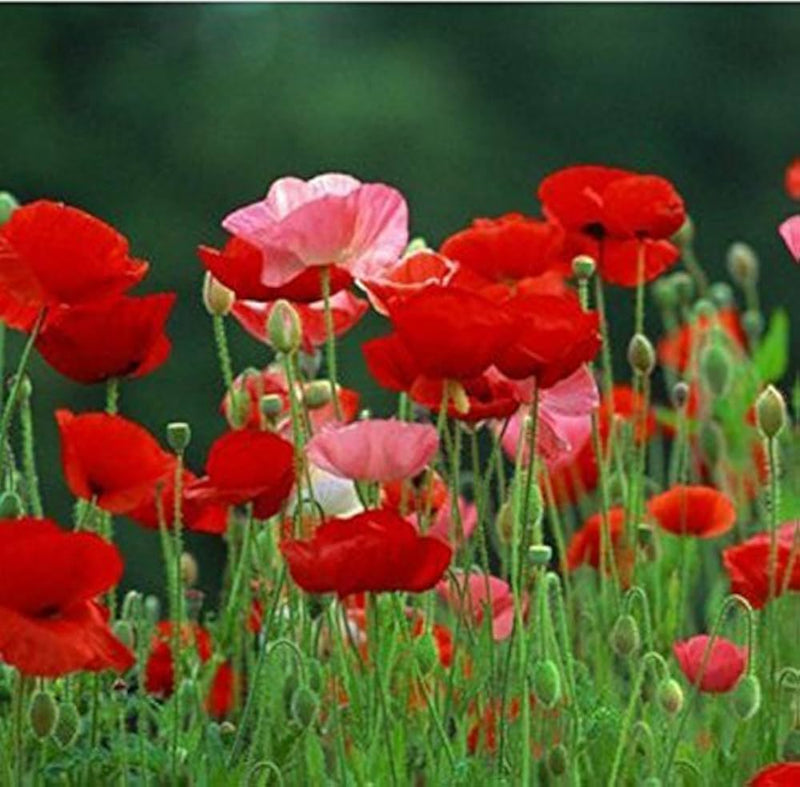 Hayflower mixed seed meadow planting with varied green vegetation and flowering plants in a natural landscape