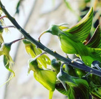 Regal Birdflower Crotalaria Cunninghamii – Hummingbird Attracting Flower Seeds