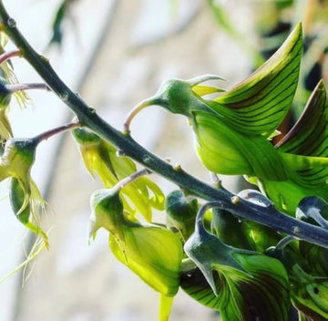 Regal Birdflower Crotalaria Cunninghamii – Hummingbird Attracting Flower Seeds
