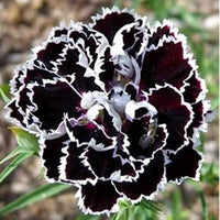 Fragrant Carnation Black – Fragrant, Perennial Flower Seeds