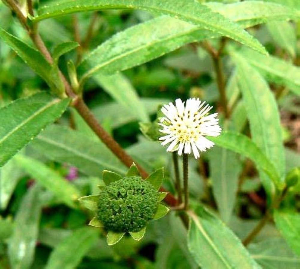 Eclipta Eclipta alba seeds, organic