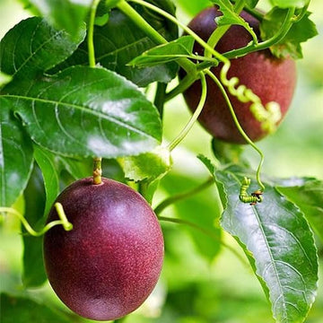 Purple Passionflower Passiflora edulis seeds for tropical fruit gardens and climbing vine cultivation