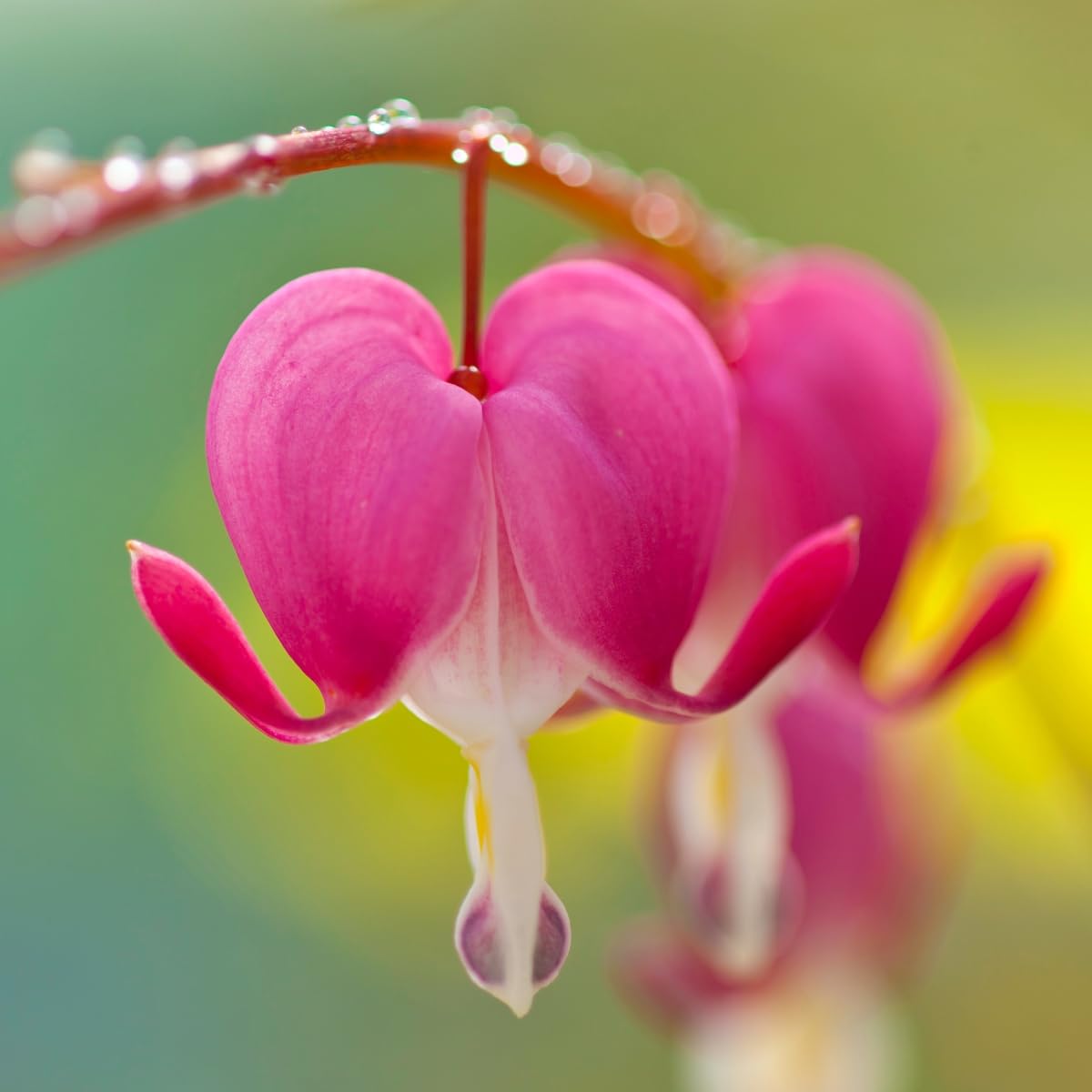 Dicentra formosa Pacific Bleeding Heart seeds for woodland gardens