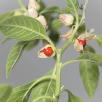 Ashwagandha Withania somnifera herb plant with green foliage