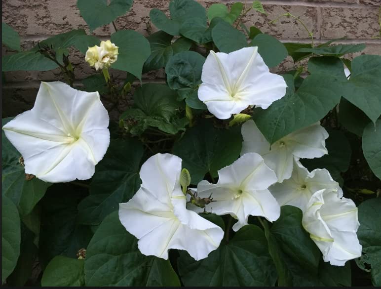 Moonflower Tall Night – Fragrant Flower Seeds