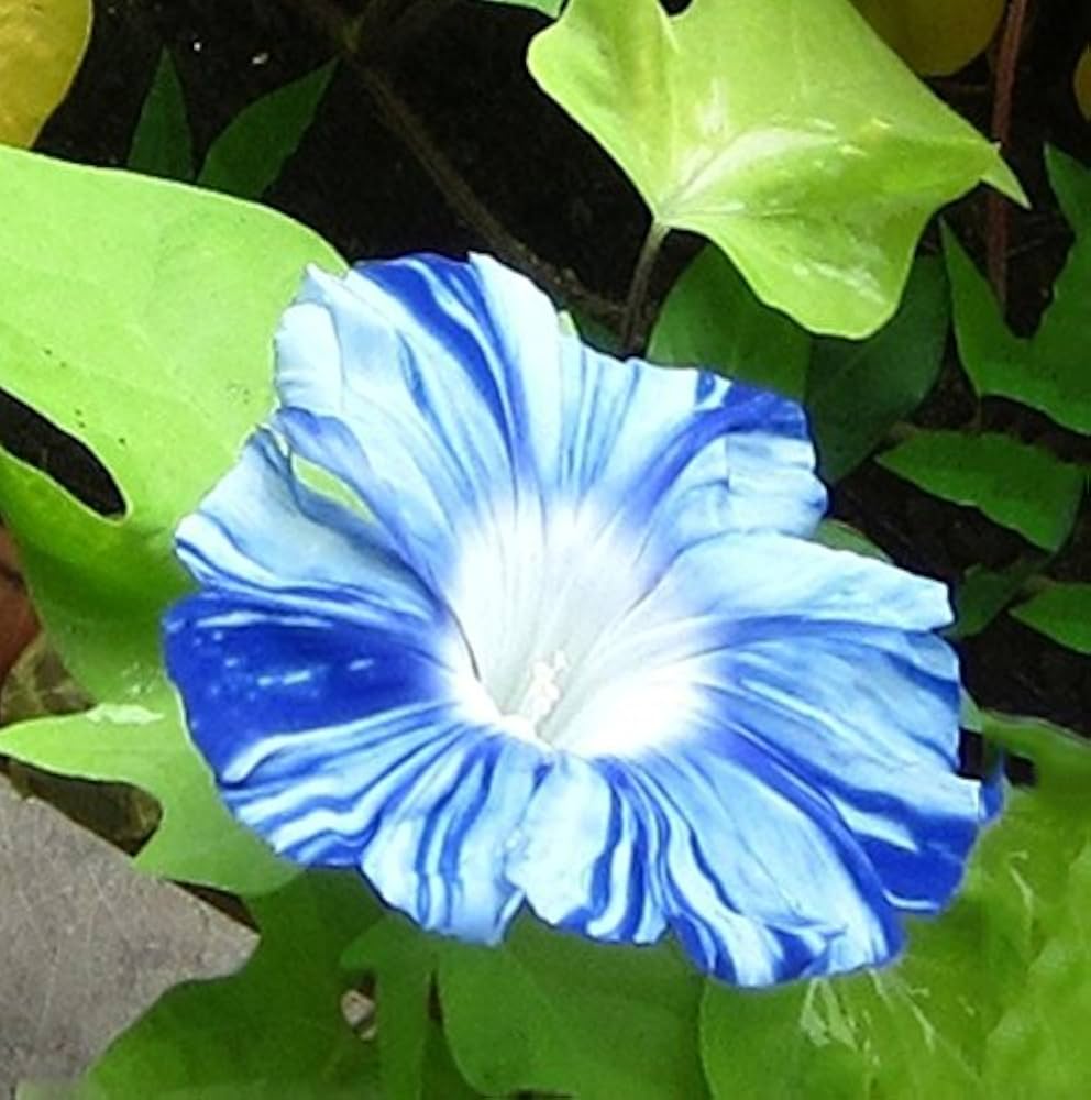 Powder Blue Japanese – Garden Flower Seeds