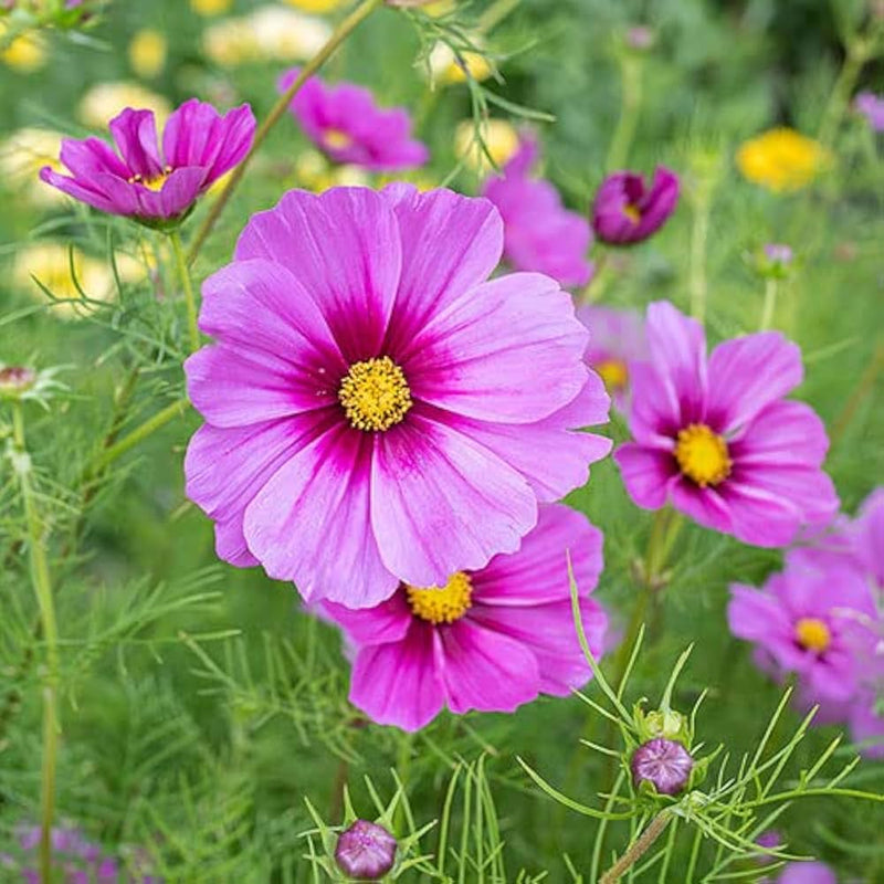 Cosmos Seeds