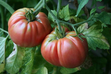 Behemoth Giant Tomato – Garden Fruit Seeds